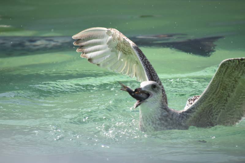 19-04-18_Holl_0272_GA2_8974