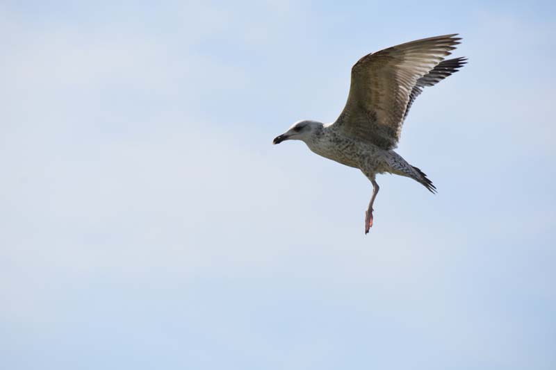 19-04-18_Holl_0311_GA2_8988