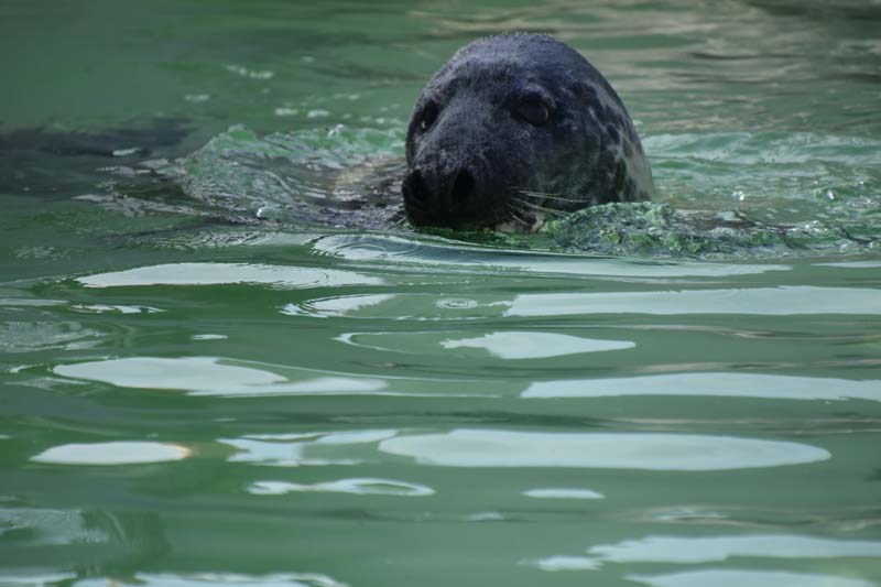 19-04-18_Holl_0350_GA2_9005