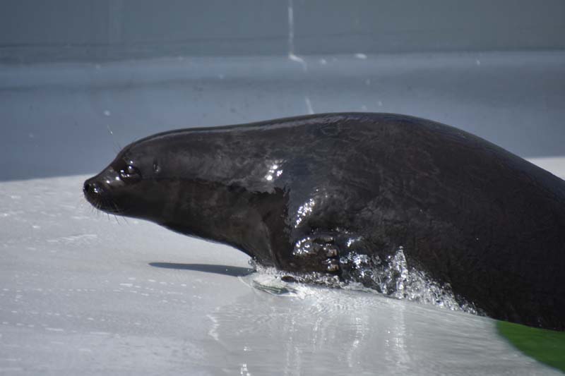 19-04-18_Holl_0476_GA2_9065