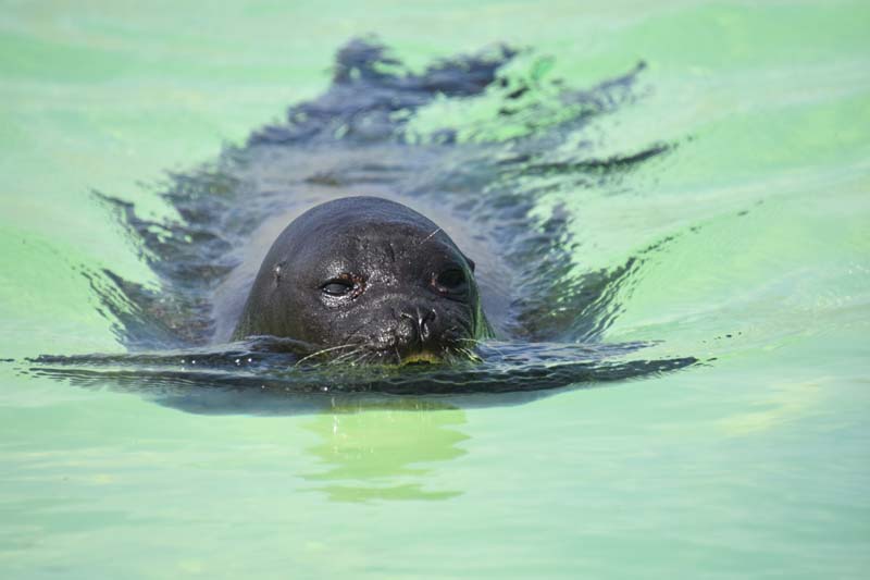 19-04-18_Holl_0480_GA2_9069