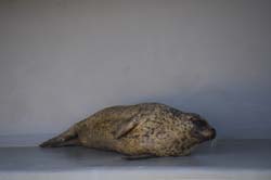 19-04-18_Holl_0204_GA2_8955