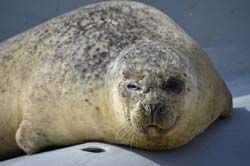 19-04-18_Holl_0365_GA2_9011