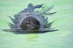 19-04-18_Holl_0480_GA2_9069